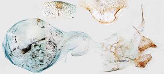 Attēlu rezultāti vaicājumam “Hypenodes humidalis”