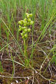 Attēlu rezultāti vaicājumam “Scheuchzeria palustris”