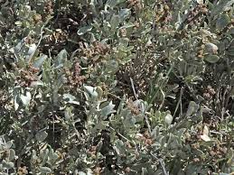 Attēlu rezultāti vaicājumam “Atriplex calotheca leaf”