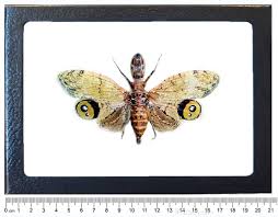 Attēlu rezultāti vaicājumam “Fuligo licentii macro”