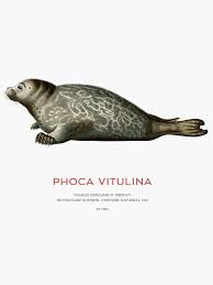 Image result for Phoca vitulina
