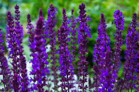 Attēlu rezultāti vaicājumam “Salvia nemorosa fruit”