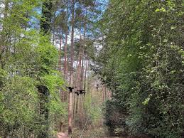 Image result for Go Ape! Alice Holt
