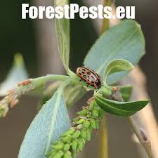 Attēlu rezultāti vaicājumam “Chrysomela vigintipunctata”