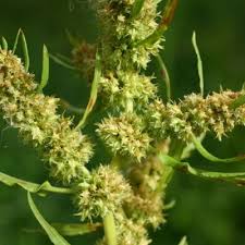 Attēlu rezultāti vaicājumam “Rumex maritimus leaf”