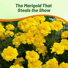 Attēlu rezultāti vaicājumam “Tagetes”