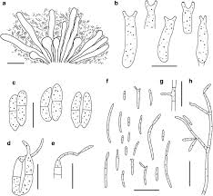 Attēlu rezultāti vaicājumam “Exobasidiales”