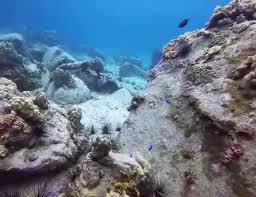 Image result for Lincoln & District BSAC 0109