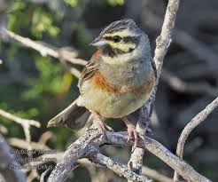 Image result for Emberiza cirlus