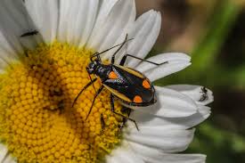 Attēlu rezultāti vaicājumam “Capsodes gothicus”