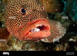 Image result for Mycteroperca venenosa