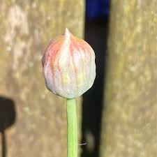 Attēlu rezultāti vaicājumam “Allium sativum bud”