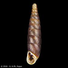 Attēlu rezultāti vaicājumam “Clausiliidae”