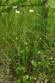 Attēlu rezultāti vaicājumam “Parnassia palustris leaf”
