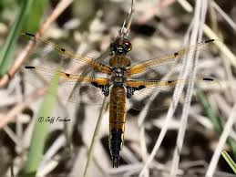 Attēlu rezultāti vaicājumam “Libellula quadrimaculata”