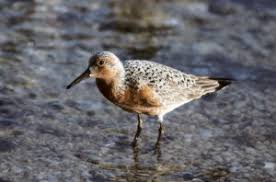 Attēlu rezultāti vaicājumam “Calidris”