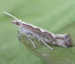 Attēlu rezultāti vaicājumam “Plutellidae”