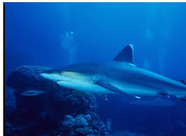 Image result for Carcharhinus albimarginatus