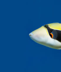 Image result for University Of London Sub-Aqua Club