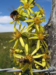 Attēlu rezultāti vaicājumam “Ligularia sibirica flower”