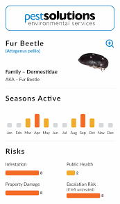 Attēlu rezultāti vaicājumam “Attagenus pellio”