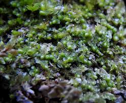 Attēlu rezultāti vaicājumam “Jungermannia hyalina”