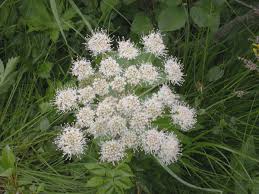 Attēlu rezultāti vaicājumam “Conioselinum tataricum”