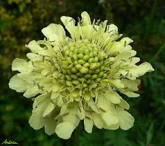 Attēlu rezultāti vaicājumam “Scabiosa ochroleuca”