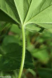 Attēlu rezultāti vaicājumam “Alchemilla vulgaris aggr. bud”