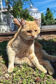 Afbeeldingsresultaat voor katten