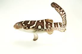 Image result for Stegostoma tigrinum