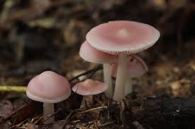 Attēlu rezultāti vaicājumam “Mycena rosella”