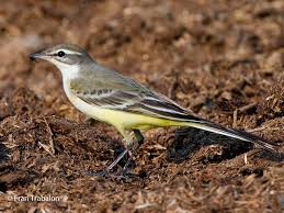 Attēlu rezultāti vaicājumam “Badhamia flavoglauca sessile”