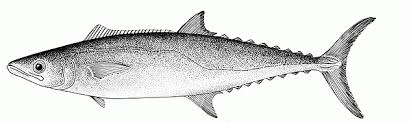 Image result for Scomberomorus cavalla
