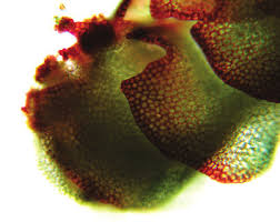 Attēlu rezultāti vaicājumam “Lophozia excisa”