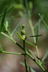 Attēlu rezultāti vaicājumam “Thesium alpinum”