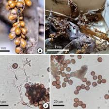 Attēlu rezultāti vaicājumam “Leocarpus fragilis stalked”