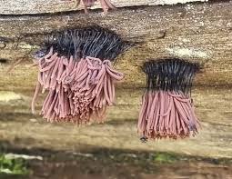 Attēlu rezultāti vaicājumam “Stemonitis axifera spores”