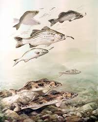 Image result for Morone chrysops