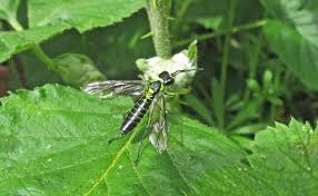Attēlu rezultāti vaicājumam “Tenthredo campestris female”