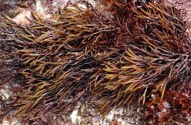 Attēlu rezultāti vaicājumam “Furcellaria lumbricalis”