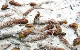 Attēlu rezultāti vaicājumam “Scorpidium scorpioides”