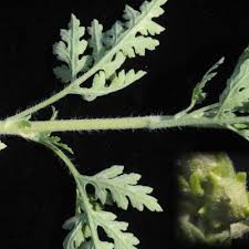 Attēlu rezultāti vaicājumam “Chenopodium acerifolium leaf”