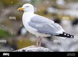 Attēlu rezultāti vaicājumam “Larus argentatus”