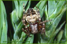 Attēlu rezultāti vaicājumam “Larinioides cornutus”