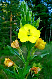 Attēlu rezultāti vaicājumam “Oenothera rubricauli flower”