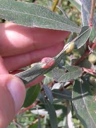 Attēlu rezultāti vaicājumam “Pontania proxima”