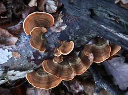 Attēlu rezultāti vaicājumam “Stereum fasciatum”