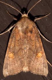 Attēlu rezultāti vaicājumam “Amphipoea”