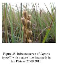 Attēlu rezultāti vaicājumam “Liparis loeselii leaf”